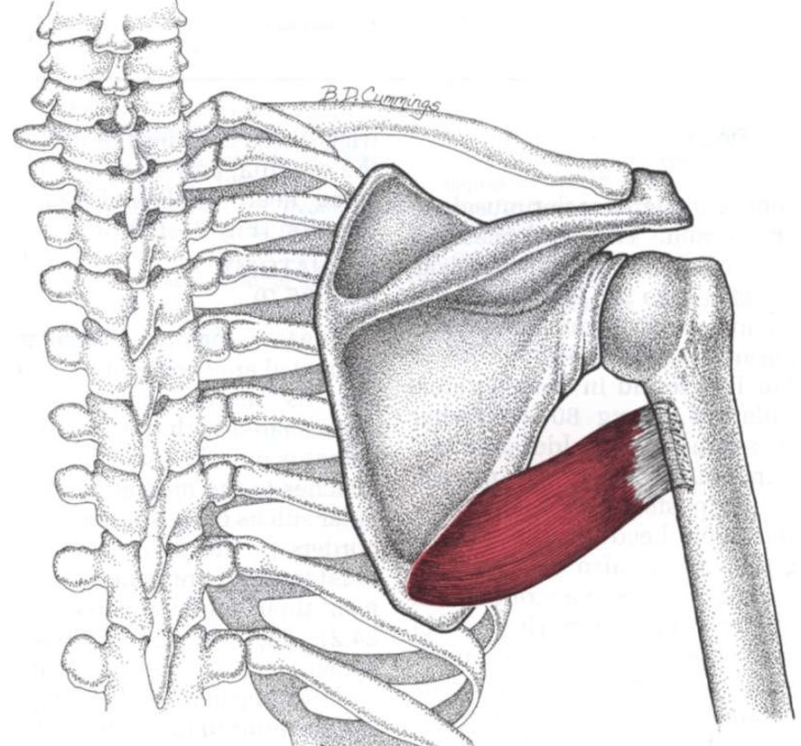 Teres major muscle trigger point - Muscle Pain