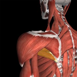 Pain in Teres Minor and Teres Major Muscles - Muscle Pain