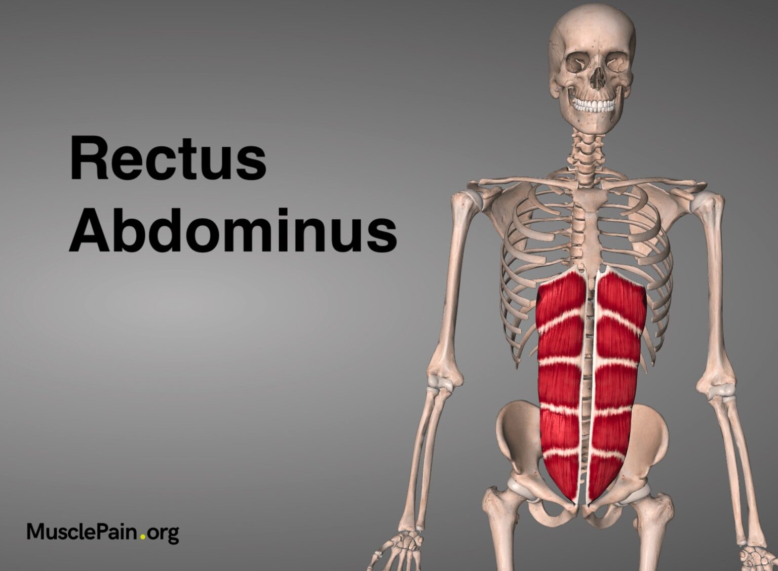 Rectus Abdominus Muscle Pain - Muscle Pain